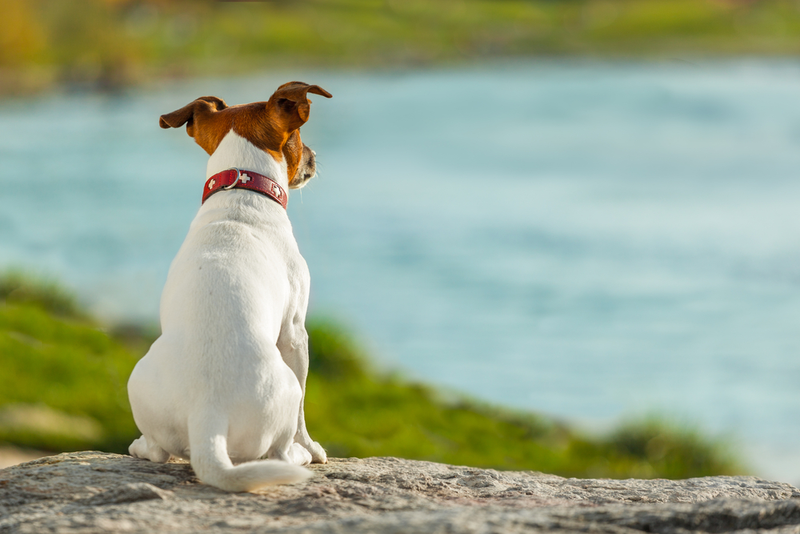 Illustration for article titled Can The Placebo Effect Help Your Dog's Separation Anxiety?